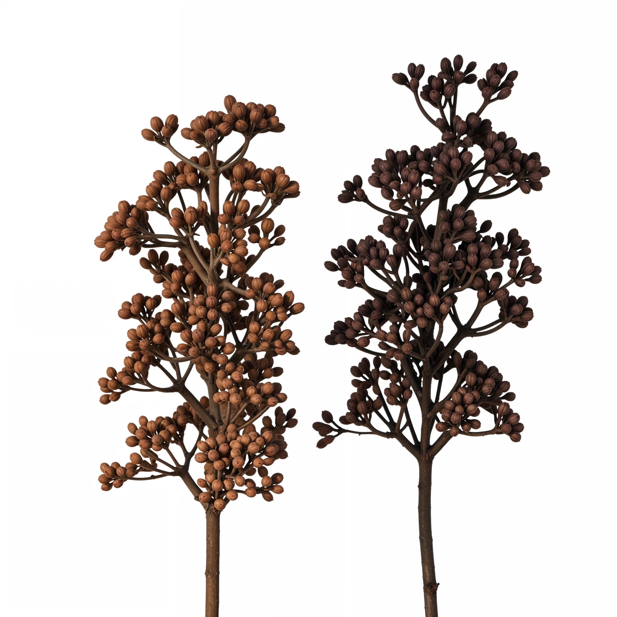 Branche Décorative Acacia - Lot de 96