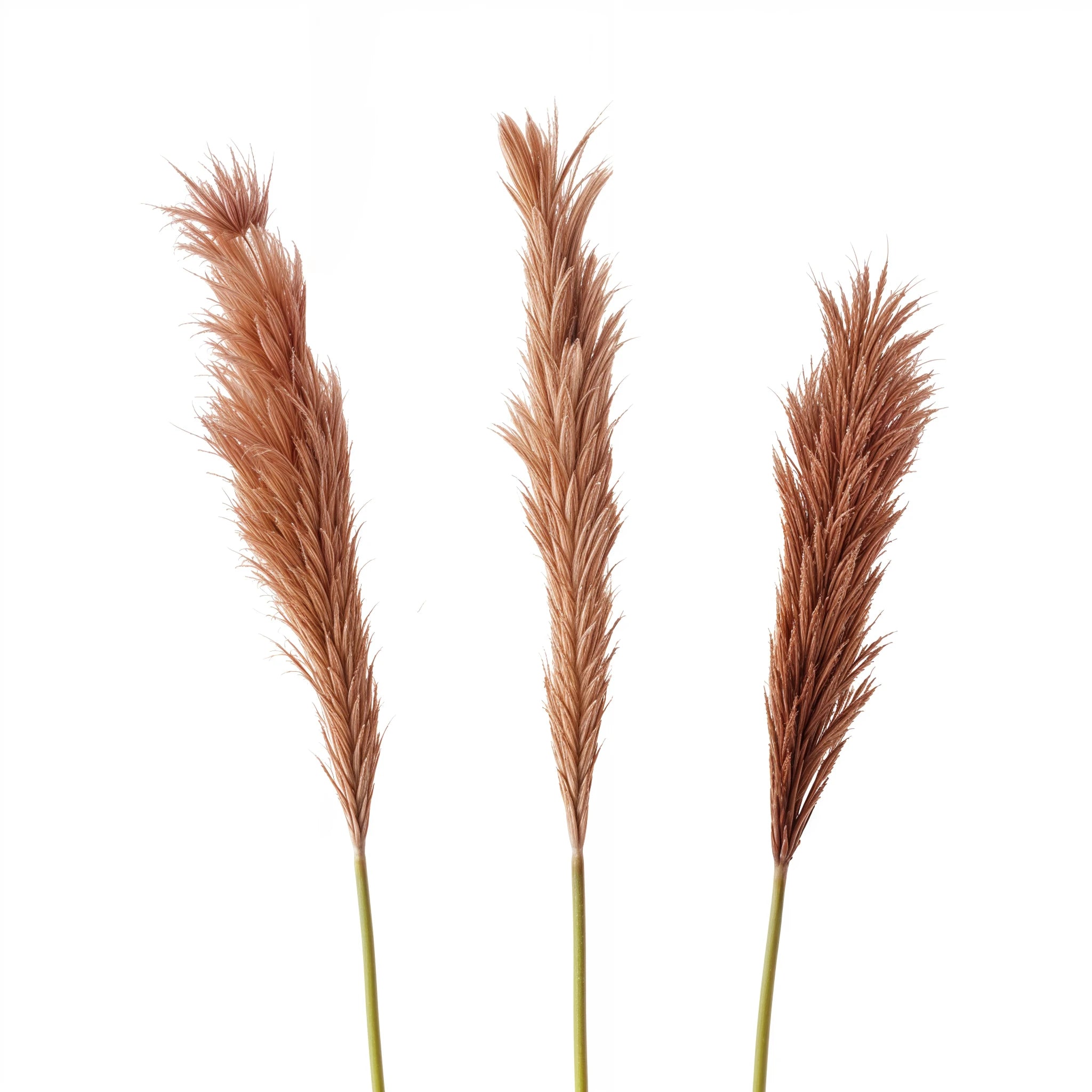 🌾 Branche Décorative Roseau – Marron Naturel | Carton de 44 unités